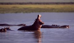 SAFARI in Kenya and Tanzania